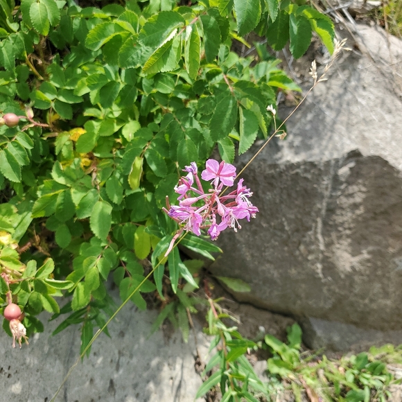 Meet your Posher, Lacey - Picture 2 of 2